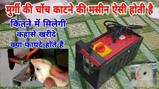 Chicken mouth cutting machine | How to use beak cutting machine