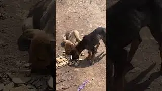 Thodi si sai ki seva om sai ram sady vadstu priti kottare muttalagadstu priti kodpdu andre dog mysai