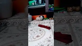 பிக் பாஸ்ஸா அப்படீன்னா ⁉️#cat #cats #catlovers#catlife #catvideos#catcomedy #catmemes#catmint#short