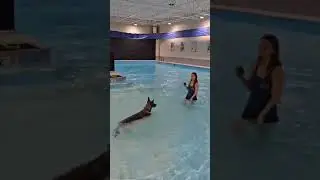 Dog Paddle Power! 🐶💦 Customize Your Dog&rsquo;s Training Adventure! #dogtraining