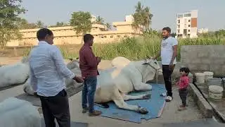 About Badsha PR memorial bull's kunchenapalli......
