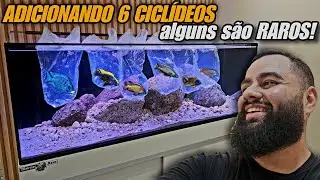 ADICIONEI OS 6 PRIMEIROS CICLÍDEOS AFRICANOS DO AQUÁRIO DE 150X50X50
