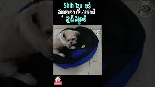 Shih Tzu Food Care In Rainy Season | Shih Tzu Dog Health Tips | #ShihTzu | Pet Care In Telugu