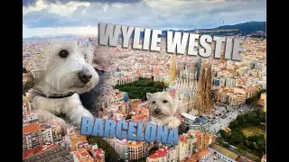BARCELONA SIGHTSEEING WITH DOG IN CABIN