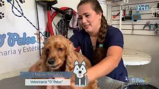 T&eacute;cnica Tellington Ttouch para tu mascota 🐕💛