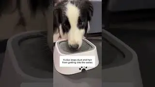 Non Slip Dog Bowl #Dog #Bowl #DogWater #