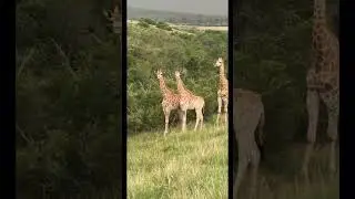 the BiG 5 #africa