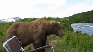 Close Encounter with a Brown Bear by Drew Hamilton