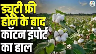 Cotton Import After Duty-Free Policy: पिछले 5 सालों के औसत से कॉटन बुआई कम | CCI Stock & Production