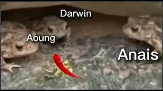 Spicy food:chili or pepper 