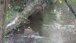 S2 Ep.4 -New area, Bobcat, Turkey's & deer. Ohio public land