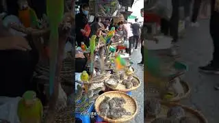 Inside the Wild Animal Markets @HVIKAL-ai