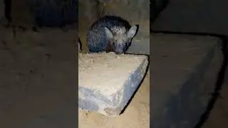 jhangli chua 🦔🥰 #music #slowedandreverb