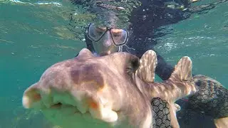 Hand catching a shark! | It's Wild Out There! | Subscribe!