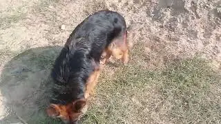 German Shepherd Double Code Female Workout 