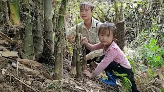 Harvest bamboo shoots to make pickled bamboo shoots - how to make pickled bamboo shoots