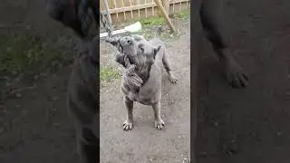 Cane corso power