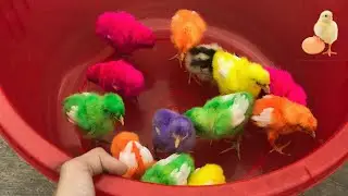 Catch millions of cute chickens, colorful chickens, rainbow chickens