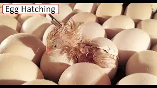 Cute chick hatching inside Egg Incubator | Egg hatching