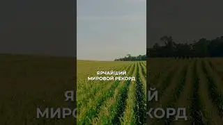 Самая высока урожайность кукурузы в мире! #сельскоехозяйство #зерно