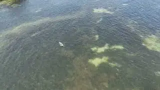 Dolphins mating