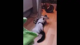 Cat antics.