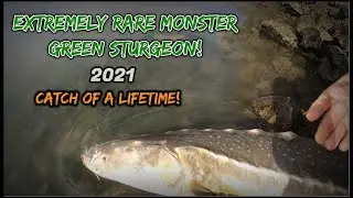 FINALLY! RARE GREEN STURGEON! 2021 sturgeon hunt journey