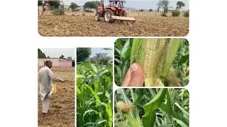 Amazing Agriculture Farm Tecnology- village Life cycle of sweet corn Harvesting #corns#villagelife