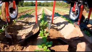 Sorprendete y descubre las utilidades de las azadas Tilmor//Cuchillas perfecta para cultivar.