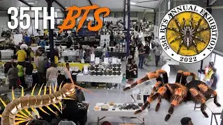 35th British Tarantula Society Show 2022 + Pickups!