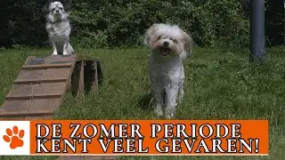 Zomerse gevaren voor je trouwe viervoeter! | DierenpraatTV