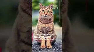 8 #cat #secret #shorts #viral #animal #cats #secrets #animals #amazing #interesting #short #2023