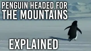 Penguin Headed For The Mountains EXPLAINED!