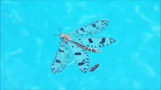 Animals rescued from, and enjoying our swimming pool at our Cyprus homestead