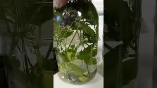 Easy, heal-thy infused water 💧 I used distilled water, lavender, lemon balm and ginger root.