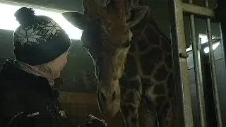 Terrible time to be a giraffe: second 'Marius' under threat in Denmark zoo