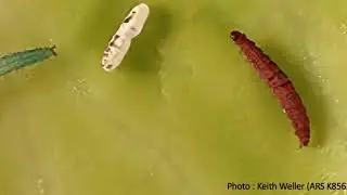 Diamondback moth video