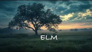Elm +  Melancholic Meditative PIano & Cello  Ambient Music
