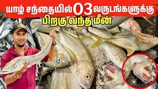 யாழில் மழை நேரத்தில் நயினாதீவில் இருந்து வந்த மீனால் பரபரப்பு | Jaffna Fish Market 