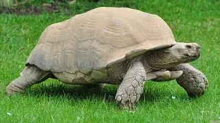 Tortoise Sound Effects And Video Compilation