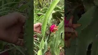 Pitaya #dianaro&ccedil;a #ro&ccedil;a #vidarural #agro #vidanocampo