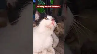 Kucing Ngiler, Kenapa Dan Obatnya Apa Ya? Ada Yang Tahu? #shorts #shortsvideo