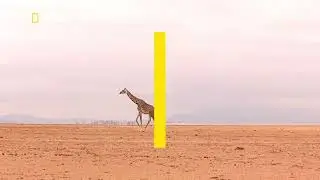 Promos y Bumpers - National Geographic Wild HD Bulgaria - 26 de junio de 2025