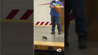 Onlookers amazed as bold subway rat scampers across platform with chunk of food