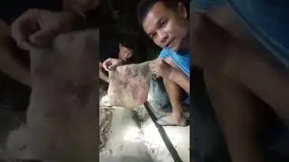 วิธีง่ายๆในการขูดหนังวัว