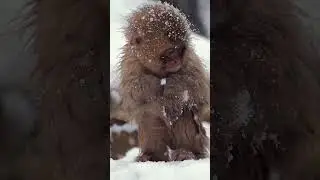 Japanese macaque monkey in a snow #nature #wildlife #macaque #monkey #snow #storm #beautiful HA04144