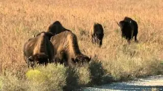 Bison on the Tallgrass Preserve