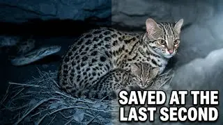 Mother Cat & Kitten Face Giant Snake Attack | Heart-Stopping Animal Rescue #shorts