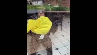 HOW TO MAKE FUNN  WITH MONKEY #shorts  #monkey #2021