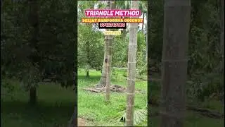 DEEJAY COCONUT TRIANGLE METHOD. VISIT OUR SUCCESSFUL FARMERS AND BUY OUR PLANTS